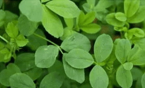 alfalfa leaves